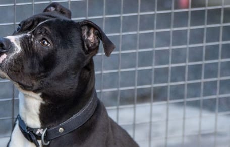 Hund wartet im Tierheim