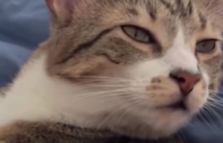 Toby le chaton