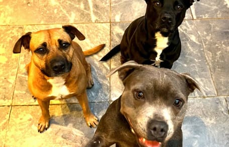 Tom en zijn drie Engelse Staffords werden geweigerd op hun vlucht