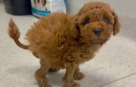 Tootsie, un cavapoo inusual