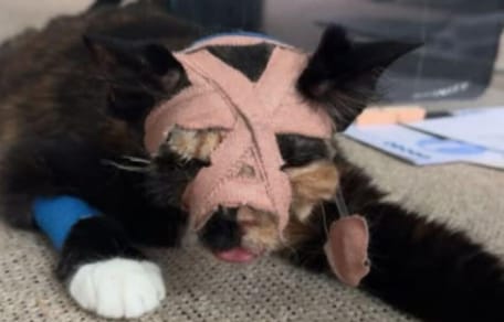 Tortoiseshell cat after surviving balcony fall