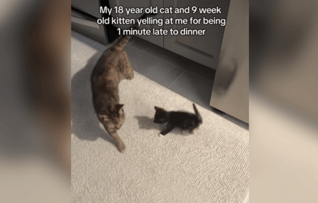 Tortoiseshell cat and little kitten in living room