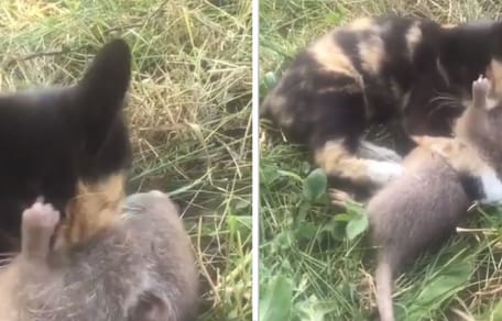 Chat écaille de tortue toilettant un rat