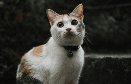 Tortoiseshell cat looking at camera