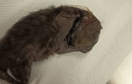Totes Katzenbaby