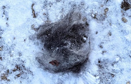 A clump of dog fur in the snow