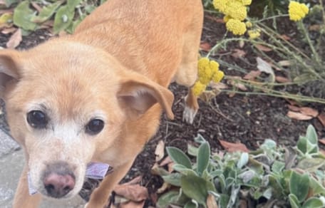 Toulouse, de hond van Ariana Grande