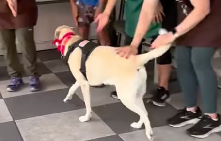 Tracy the dog