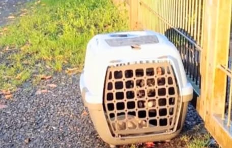 Transportbox am Tierheim-Zaun abgestellt