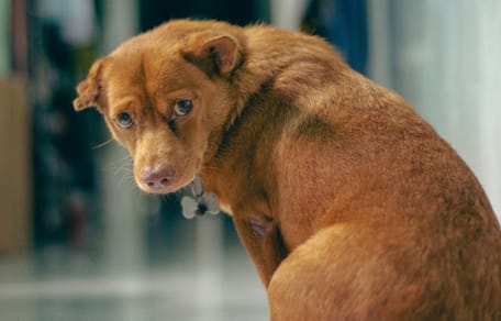 Trauriger brauner Hund