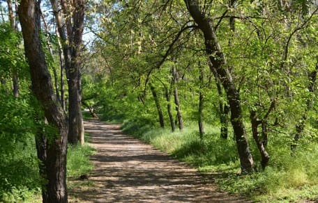 Trauriger Fund in einem Wäldchen