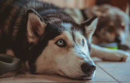 Trauriger Tschechoslowakischer Wolfshund