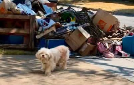 Treasure the dog