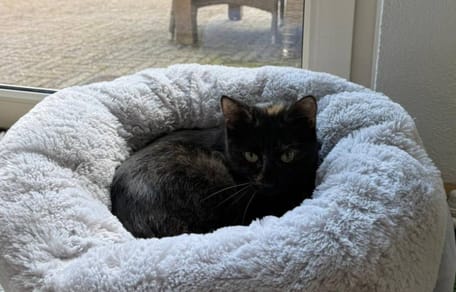 Treinpoes Sprinter is geadopteerd