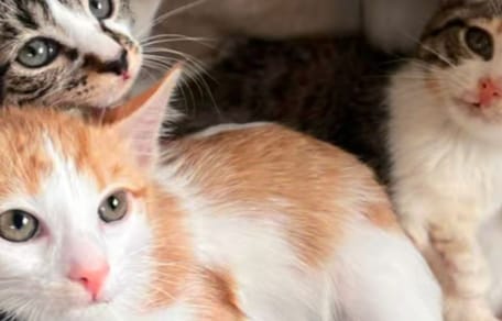 Trois chatons