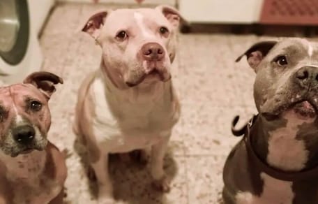 Three Pitbull-type dogs