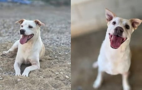 truco-perro-en-adopcion-sevilla