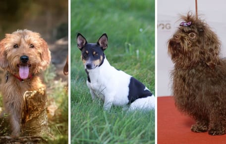 trzy nowe rasy psów
