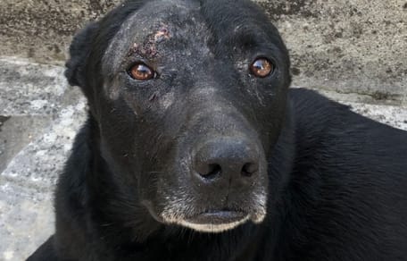 Tuco, Hund zur Adoption