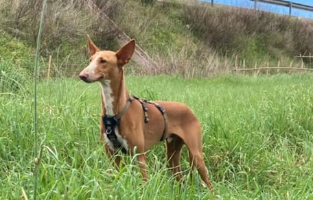 turron-perro-adopcion-valencia