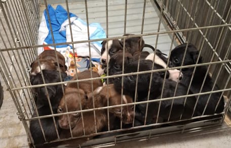 Twaalf honden en pups weggehaald in ernstig vervuild huis in Nijmegen
