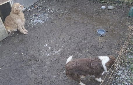 Twee honden gered uit erbarmelijke omstandigheden