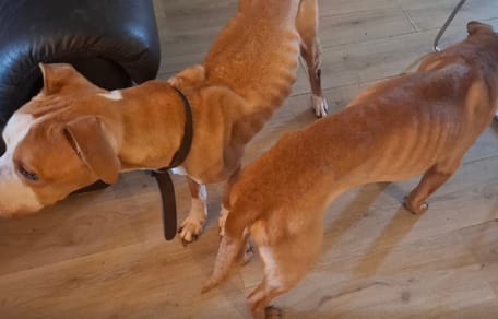 Twee verwaarloosde en graatmagere honden in Borne zijn in beslag genomen