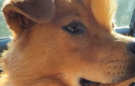 « C'est une licorne » : ce chien inscrit sur la liste d'euthanasie pour une bosse sur le crâne est sauvé à temps