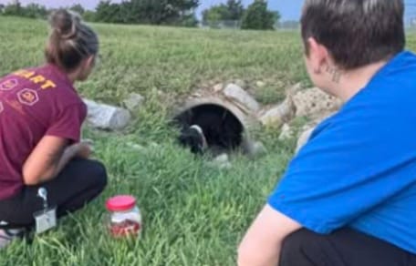 Two rescuers looking at puppy in storm drain in field