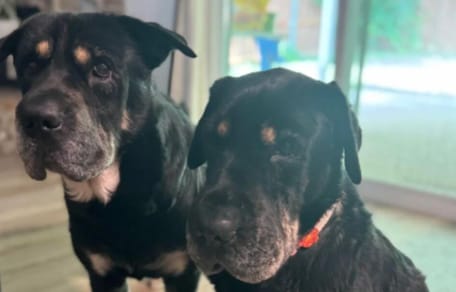 Two shar-pei, German shepherd and rottweiler mixes