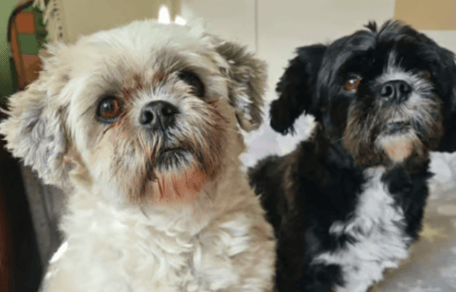 Two Lhasa Apso dogs for adoption