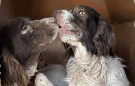 Two Springer Spaniels waiting to find their home