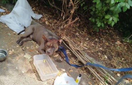 Dog tied up in blazing sun