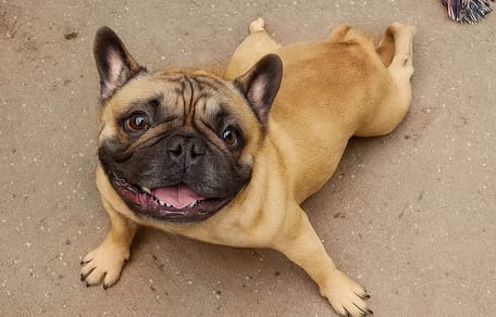 Udo, de Franse Bulldog die overleed in België door verwaarlozing