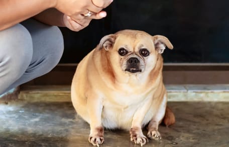Übergewichtiger Hund