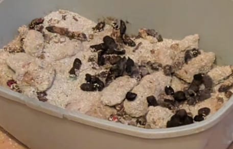 Übervolle Katzentoilette