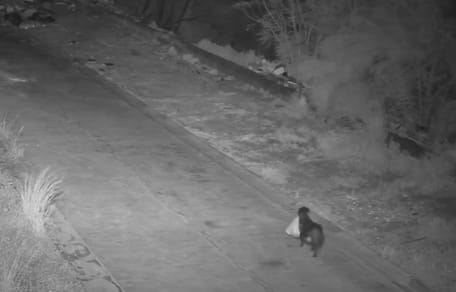 Überwachungskamera filmt Hund mit Müllbeutel