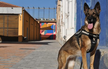 Uit onderzoek blijkt dat stroomhalsbanden nog altijd gebruikt worden bij opleiding politiehond