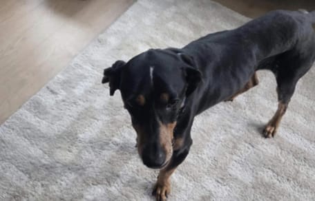 Uitgehongerde hond in Amsterdam gered die zonder water of voer in huis zat