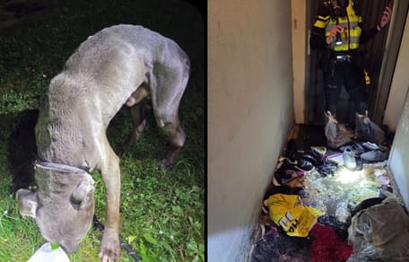 Uitgemergelde en angstige hond uit woning in Sittard gehaald