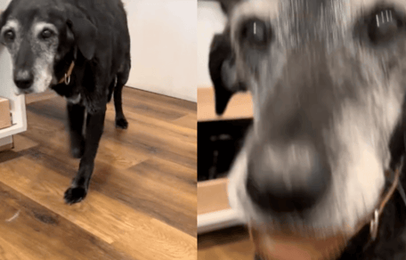 Letzte Nacht eines sterbenden Hundes