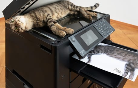 Umstrittenes Kunstwerk "Copycat"