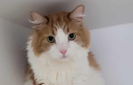 An adorable ginger and white cat