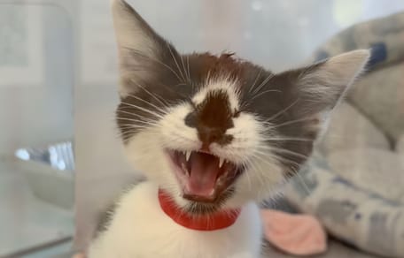 An adorable kitten with a rare coat