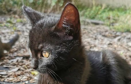 Een schattig zwart kitten