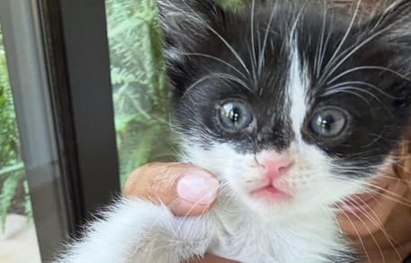 Un adorable chaton noir et blanc