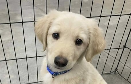 Un adorable chiot qui ressemble à un Golden