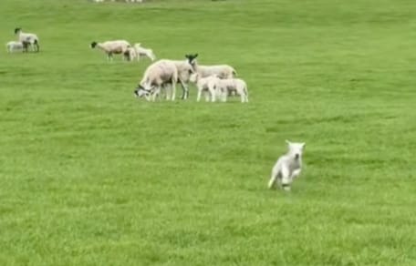 Een lammetje in een weiland