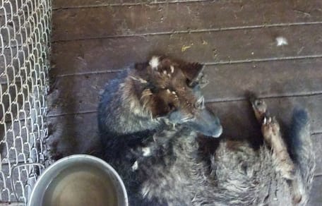 Un ex cane poliziotto in un box insalubre