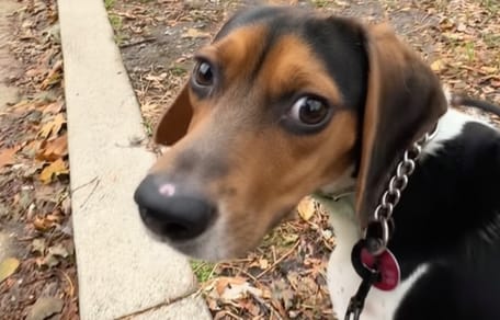 A Beagle on his first ever walk